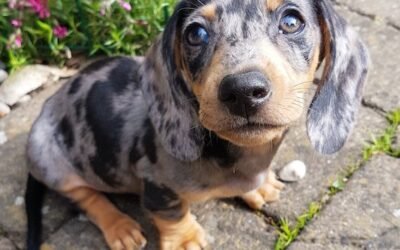 Training Your Dachshund, Tips for Success