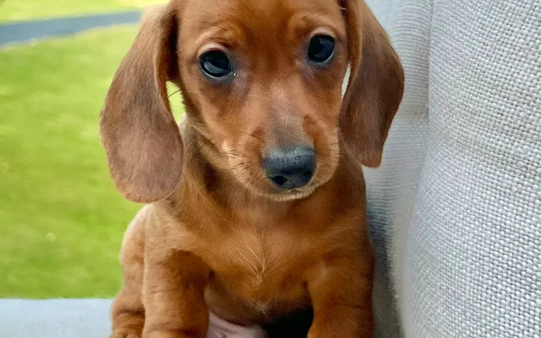Dachshund Health: Common Genetic Issues and How to Prevent Them