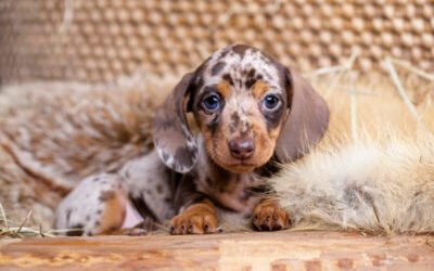 The Unique Traits of Dachshunds: What Makes Them Special