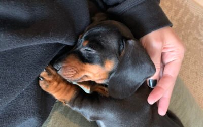 Preparing Your Home for a New Dachshund Puppy