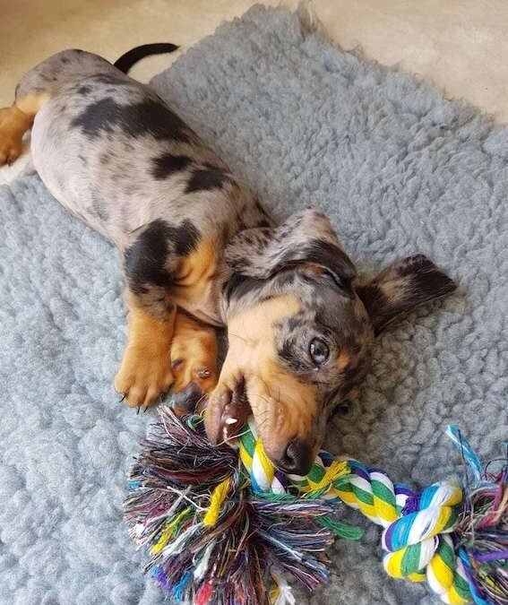 Fun Activities and Games for Your Dachshund